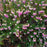 Erica carnea  - Heather, Pink