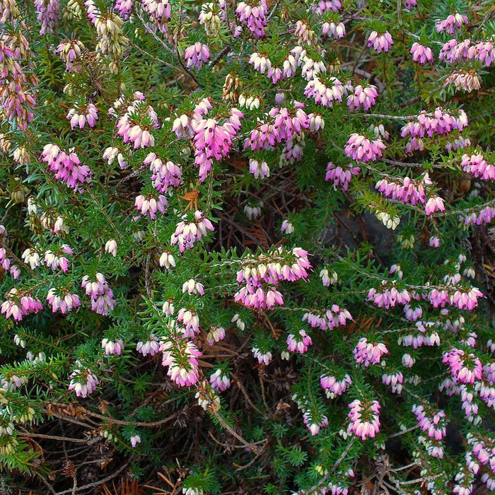 Erica carnea  - Heather, Pink