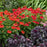 Echinacea 'Firefinch'   - PW® Summersong™ Firefinch™ Coneflower