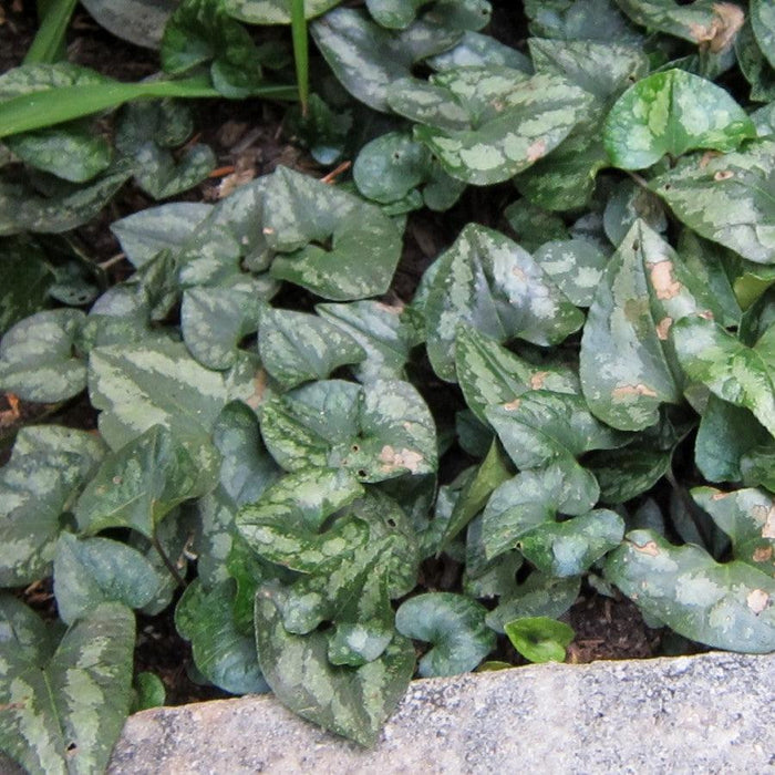 Wild Ginger, Chinese Wild Ginger