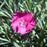 Dianthus, Neon Star Dianthus