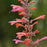 Hyssop, Kudos™ Coral Hummingbird Mint