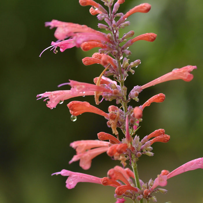 Hyssop, Kudos™ Coral Hummingbird Mint