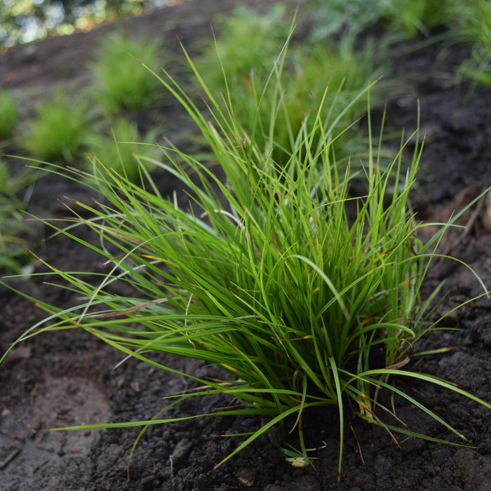Carex pensylvanica  - Pennsylvania Sedge