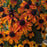 Brown Eyed Susan, Prairie Glow Coneflower