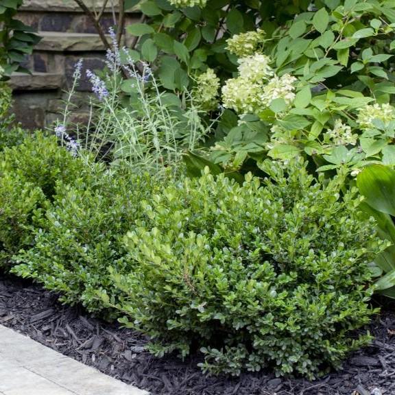 Boxwood, Little Missy Boxwood