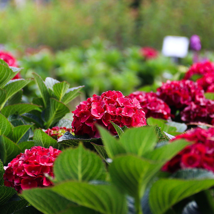 Hydrangea macrophylla 'Hokomaburlac'  - Bloomin' Easy® Cherry-Go-Round™ Hydrangea