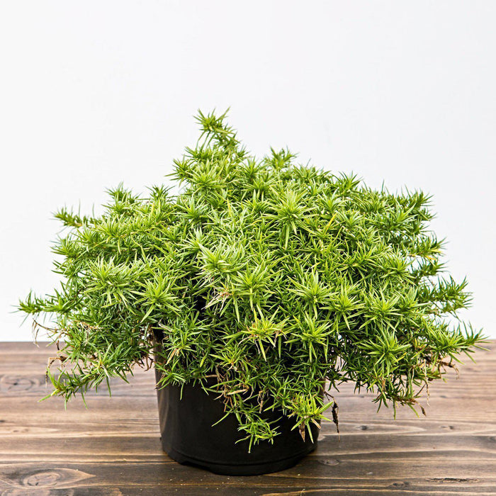 Phlox, Purple Beauty Creeping Phlox