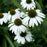 Echinacea purpurea 'White Swan'  - White Swan Echinacea, Coneflower