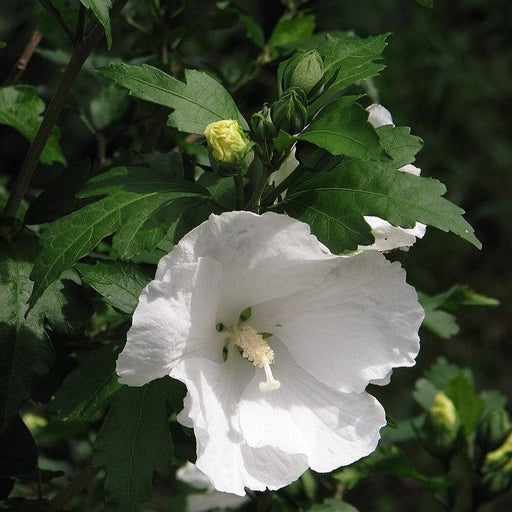 Hibiscus, Diana Rose of Sharon Hibiscus