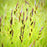 Carex stricta  - Tussock Sedge