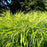 Hakonechloa macra 'All Gold'  - All Gold Japanese Forest Grass, Hakone Grass