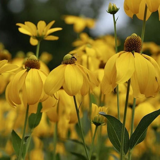 Rudbeckia laciniata 'Autumn Sun'  - Autumn Sun Cutleaf Coneflower