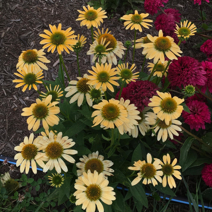 Echinacea purpurea 'Mellow Yellows'  - Mellow Yellows Echinacea