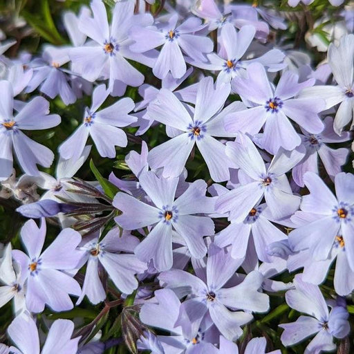 Phlox, Spring Blue Creeping Phlox