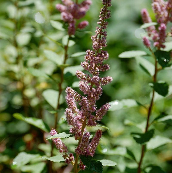 Spirea, Steeplebush Spirea