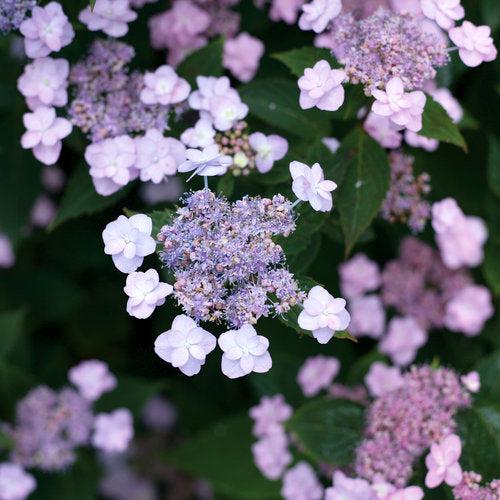 Hydrangea serrata 'MAKD'  - Tiny Tuff Stuff™ Hydrangea