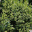 Boxwood, Winter Gem Boxwood