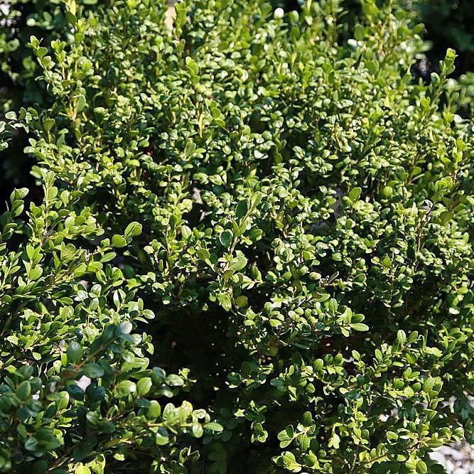 Boxwood, Winter Gem Boxwood