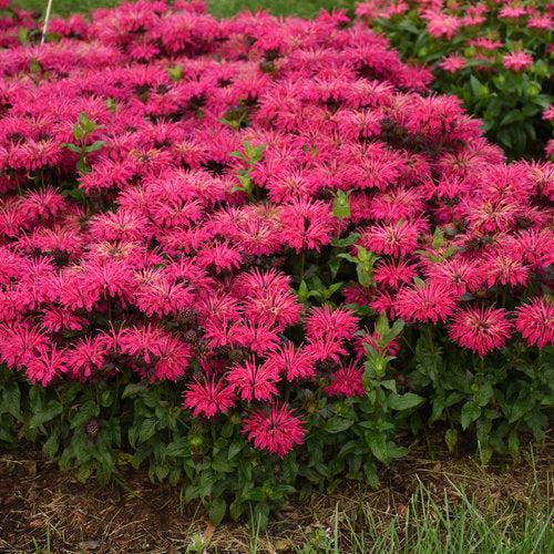 Bee Balm, PW® Leading Lady Razzberry Bee Balm