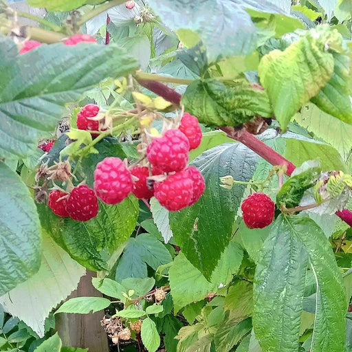 Rubus idaeus 'Joan J'  - Joan J Everbearing Raspberry