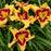 Hemerocallis 'Tiger Swirl'  - Rainbow Rhythm® Tiger Swirl Daylily