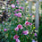 Hibiscus syriacus 'Gandini Santiago'  - Purple Pillar® Rose of Sharon