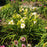 Hemerocallis 'Joan Senior'  - Joan Senior Daylily