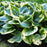 Hosta f. 'Aureomarginata'  - Aureomarginata Hosta