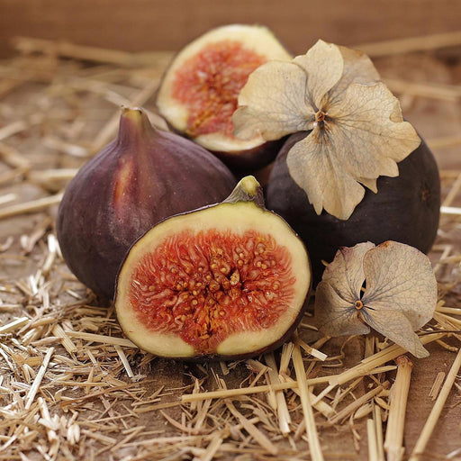 Ficus carica 'Majoam'  - 'Little Miss Figgy' Fig