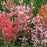 Hyssop,  Kudos™ Ambrosia Hummingbird Mint