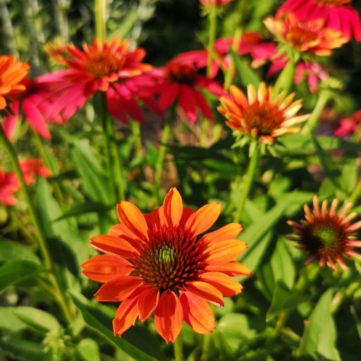 Coneflower, Cheyenne Spirit Echinacea, Coneflower