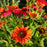 Echinacea x 'Cheyenne Spirit'  - Cheyenne Spirit Echinacea, Coneflower