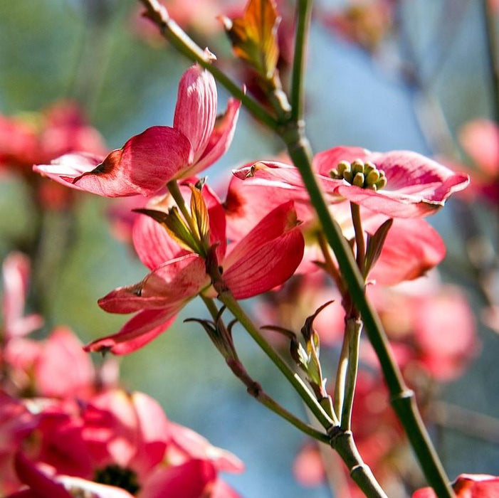 Cornus florida 'Comco No. 1'  - Cherokee Brave Dogwood
