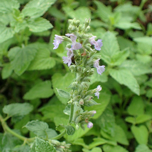 Catmint, Blue Wonder Catmint