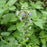 Catmint, Blue Wonder Catmint