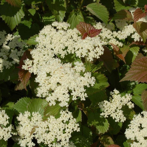 Viburnum dentatum 'J.N. Select'  - Red Feather® Arrowwood