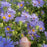 Aster, October Skies Aromatic Aster