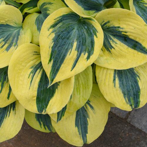 Hosta 'Autumn Frost' PP23,224  - PW® Shadowland® Autumn Frost Hosta