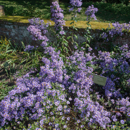 Aster laevis 'Bluebird'  - Bluebird Smooth Aster
