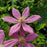 Clematis 'Evipo077'  - Sally™ Clematis