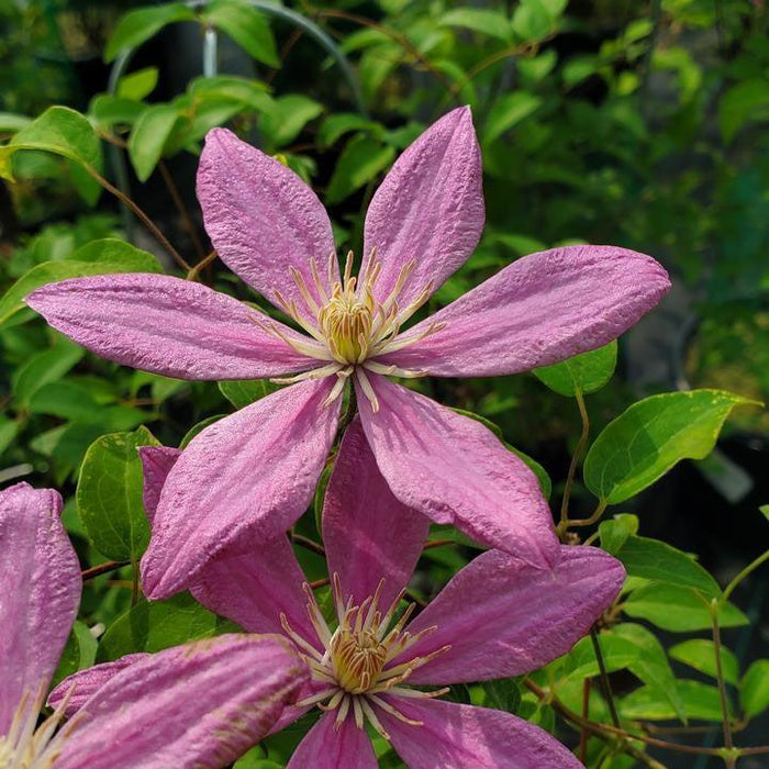 Clematis 'Evipo077'  - Sally™ Clematis
