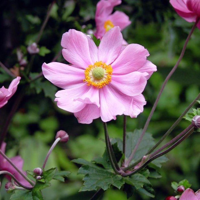 Anemone, Fantasy™ Pocahontas Anemone