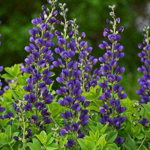 Baptisia, PW® Decadence® Sparkling Sapphires False Indigo