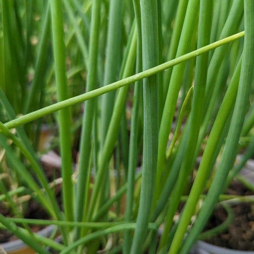 Allium, Scallion