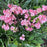 Azalea, Blaauw's Pink Azalea
