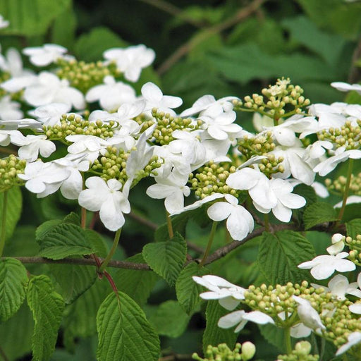 Viburnum, Shasta Doublefile Viburnum
