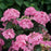 Hydrangea serrata 'SMNHSI'  - Let's Dance® Can Do!® Hydrangea