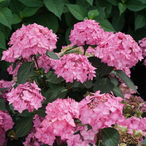 Hydrangea serrata 'SMNHSI'  - Let's Dance® Can Do!® Hydrangea