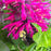 Bee Balm, PW® Leading Lady Pink Bee Balm